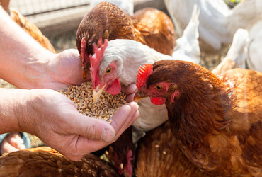 Poultry Tech & Trends 2026: Key Outlook for Asia